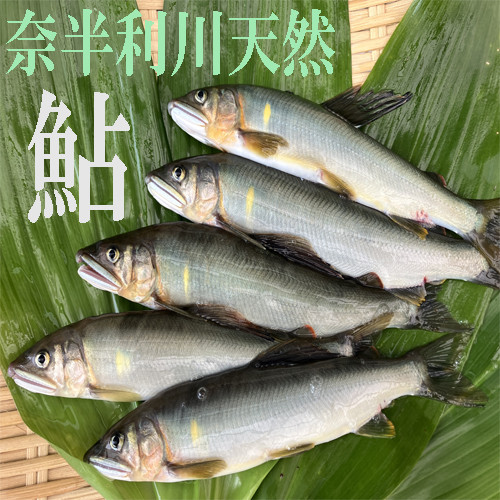
107001　奈半利川の友釣り天然アユ（冷凍）４尾
