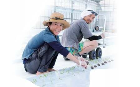 【12月～7月頃発送】訳あり ミニトマト・フルティカ ＜約1.2kg＞フルーツトマト 訳あり ワケあり 規格外  ましまファーム  アイメック☆栽培