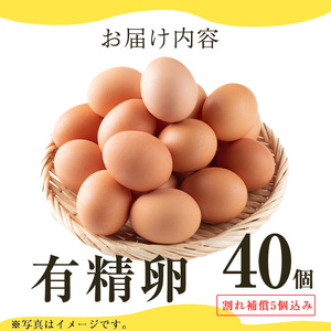No.782 鹿児島県産有精卵(40個) 割れ保証付 国産 九州産 鹿児島県産 たまご タマゴ 有精卵 卵 鶏卵 生卵 おかず TKG 卵かけご飯 朝食 数量限定【美山たまご王国】