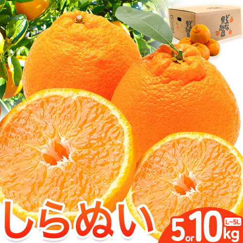 【ふるさと納税】【先行予約】不知火 ( デコポン と同品種 ) しらぬい 約 5kg または 10kg (L〜5Lサイズ) どの坂果樹園《2026年2月中旬-4月上旬頃出荷》 和歌山県 日高川町 しらぬい 不知火 デコポン でこぽん 旬 果物 フルーツ 柑橘 産地直送 送料無料
