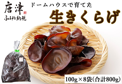 ドームハウスで育てたきくらげ 100g×8袋(合計800g) プリプリ食感 小分け 生きくらげ 木耳 きのこ 料理 調理