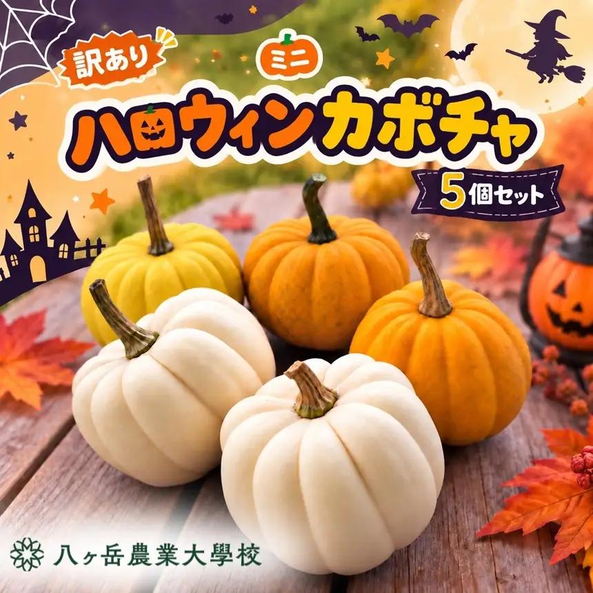 【訳あり】 ハロウィンカボチャ ミニ 5個セット | 八ヶ岳農業大学校