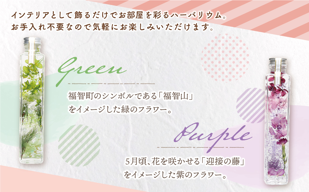 ﾊｰﾊﾞﾘｳﾑ2本セット「福智の煌」　【緑×紫】