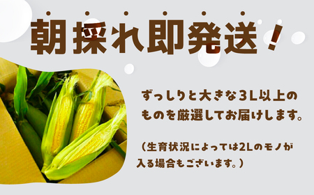 《先行予約》大橋農園のトウモロコシ わくわくコーン 12本 大きい とうもろこし