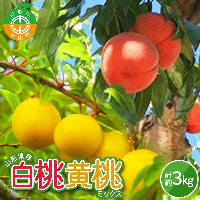 【ふるさと納税】 《2026年産 先行受付》山形県産　白桃・黄桃ミックス 秀品 約3kg 柔らかくなる桃 品種・玉数 おまかせ果物 くだもの 桃 もも フルーツ 白桃 山形県産 F4A-0974