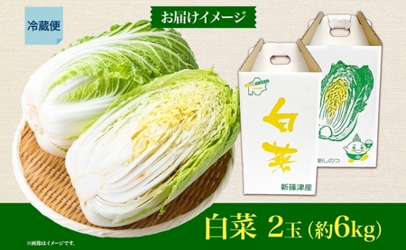新しのつ産 白菜 2玉 約6kg はくさい ハクサイ 旬 国産 新鮮 北海道産 甘い シャキシャキ 漬物 冬料理 鍋 キムチ サラダ 産地直送 お取り寄せ 北海道 新篠津村 
