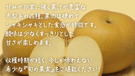 【 お中元 熨斗付き 】 幸水 約10kg (20～24玉)【2026年8月上旬発送開始】(茨城県共通返礼品：大子町)