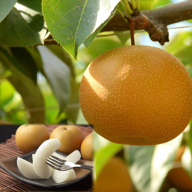 
            206-W6．【先行予約】プレミアム新甘泉（しんかんせん）　5kg前後
          