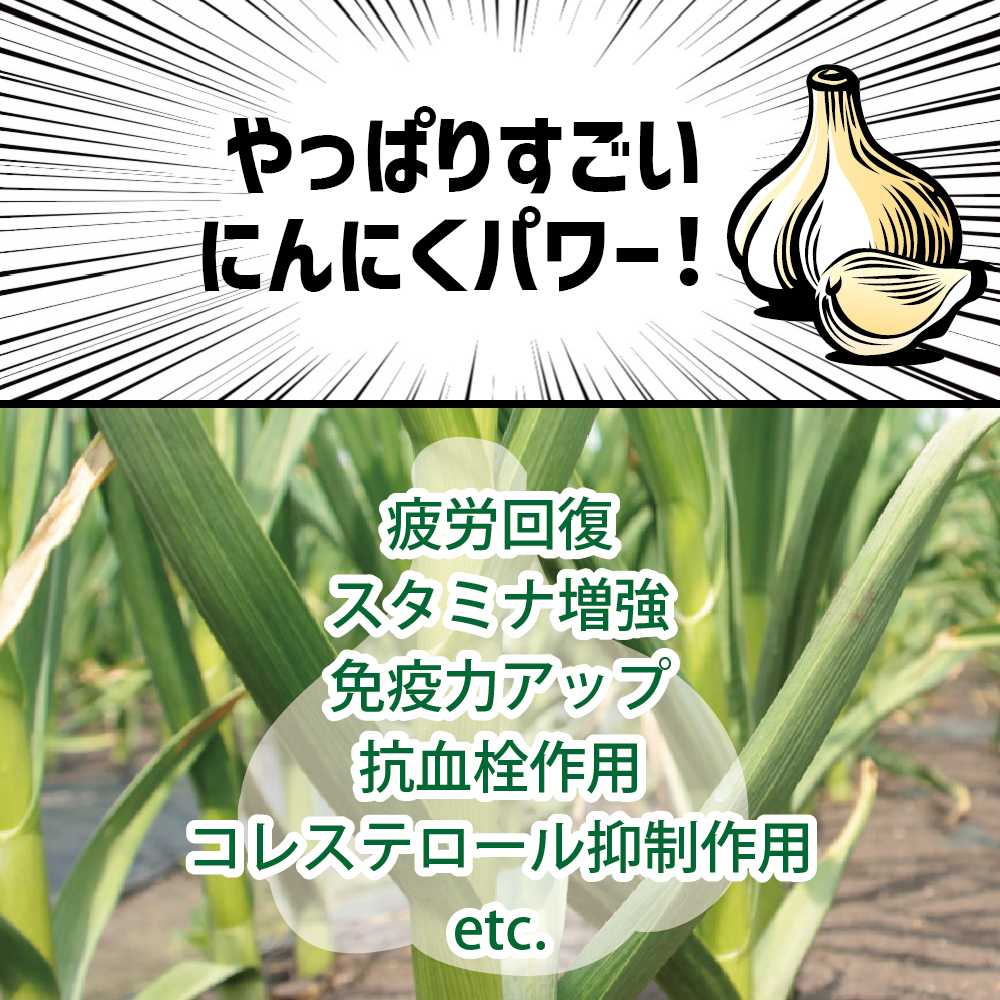 【8月上旬より順次発送】青森県産にんにく ホワイト六片 （上級品） 400g Lサイズ ニンニク にんにく 大蒜 青森県 五所川原市