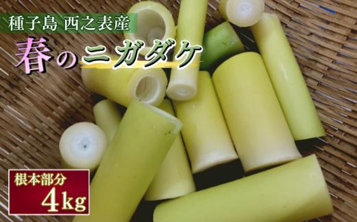 【 先行予約 】 種子島 産 ニガダケ (根本部分のみ) 4kg　NFN499【250pt】 筍 美味しい タケノコ 春 特産品 特産 甘い 味噌汁 佃煮 アスパラガス感覚 旬の味 風味 煮物 旬の食材