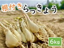 【ふるさと納税】1023　橋本さんちの根付き生らっきょう　6キロ　　鳥取　ラッキョウ　　送料無料