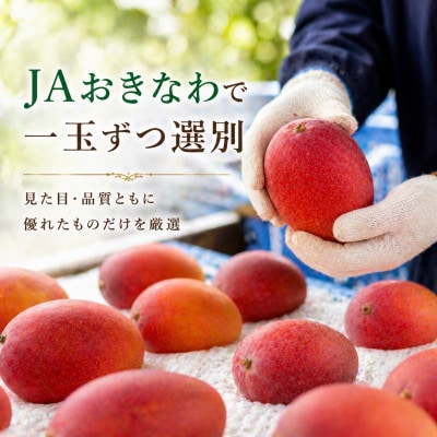 【2026年6月から順次発送・化粧箱】JA厳選のアップルマンゴー1kg(2〜3玉)【配送不可地域：離島】【1494042】