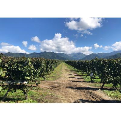 ふるさと納税 高山村 高山村シャルドネ　2022 |  | 02