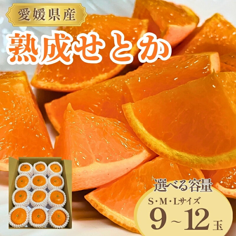 【ふるさと納税】みかん 愛媛 熟成せとか 特別栽培 樹上完熟 貯蔵熟成 【選べる容量】 S・M・Lサイズ 9～12玉 数量限定 先行予約 ＜2026年4月以降順次発送予定＞ 人気 柑橘 フルーツ 国産 愛媛県産 みかんのおと 伊予市
