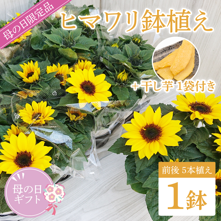 【母の日ギフト】ヒマワリ鉢植え　1鉢入り｜ひまわり ヒマワリ 花 お花 鉢植え 母の日 母の日ギフト ギフト 贈り物 プレゼント 茨城県 行方市(EH-10)