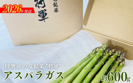 No.3249 陸奥産の竜髭菜（アスパラガス）"将軍" 約600g【2026年発送】