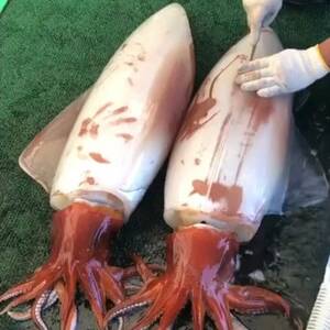 セーイカ1kg イカとんび250g お刺身用 約1.25kg【配送不可地域：離島】【1564534】