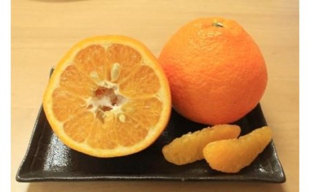【特選】 いよかん 玉井農園 5kg（3L～Lサイズ） 【2027年2月上旬頃発送】  いよかん フルーツ【SSK0031】