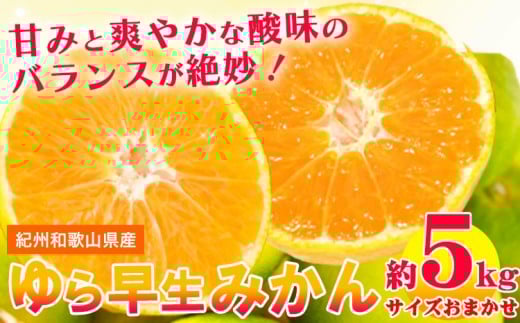 【極早生みかんの逸品】紀州和歌山県産（海南市） ゆら早生みかん 約5kg 厳選館《2026年10月中旬-11月中旬頃出荷》和歌山県 日高川町 早生みかん みかん 完熟 柑橘 蜜柑 ミカン フルーツ 果物