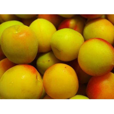 ふるさと納税 由良町 2026/6月より発送【梅干し・梅酒用】紀州和歌山の熟南高梅(3Lまたは2L-2kg)