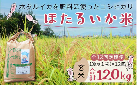 【訳あり】ほたるいか米（玄米10kg）×12回 計120kg【12ヶ月定期便】【訳あり 米 コシヒカリ こしひかり ほたるいか ホタルイカ お米 ブランド米 富山 滑川】[O-021001]　 米 コシヒカリ こしひかり 米 コシヒカリ こしひかり 米 コシヒカリ こしひかり 米 コシヒカリ こしひかり 米 コシヒカリ こしひかり 米 コシヒカリ こしひかり 米 コシヒカリ こしひかり 