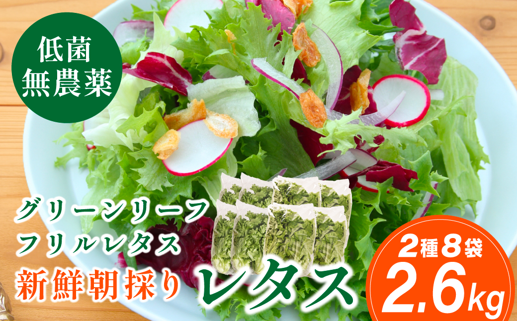 無農薬 朝採り フリルレタス グリーンリーフレタス 2種類 8袋 2.6kg 苗作りからこだわった 無農薬レタス ２種類 朝採り新鮮レタス