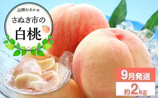 【先行予約】さぬき市の白桃 約2kg 9月発送 品種おまかせ【国産 もも 桃 白桃 白鳳 あかつき 清水白桃 なつおとめ 川中島白桃 まどか 黄金桃 西大母 飯田桃園 さぬき市】