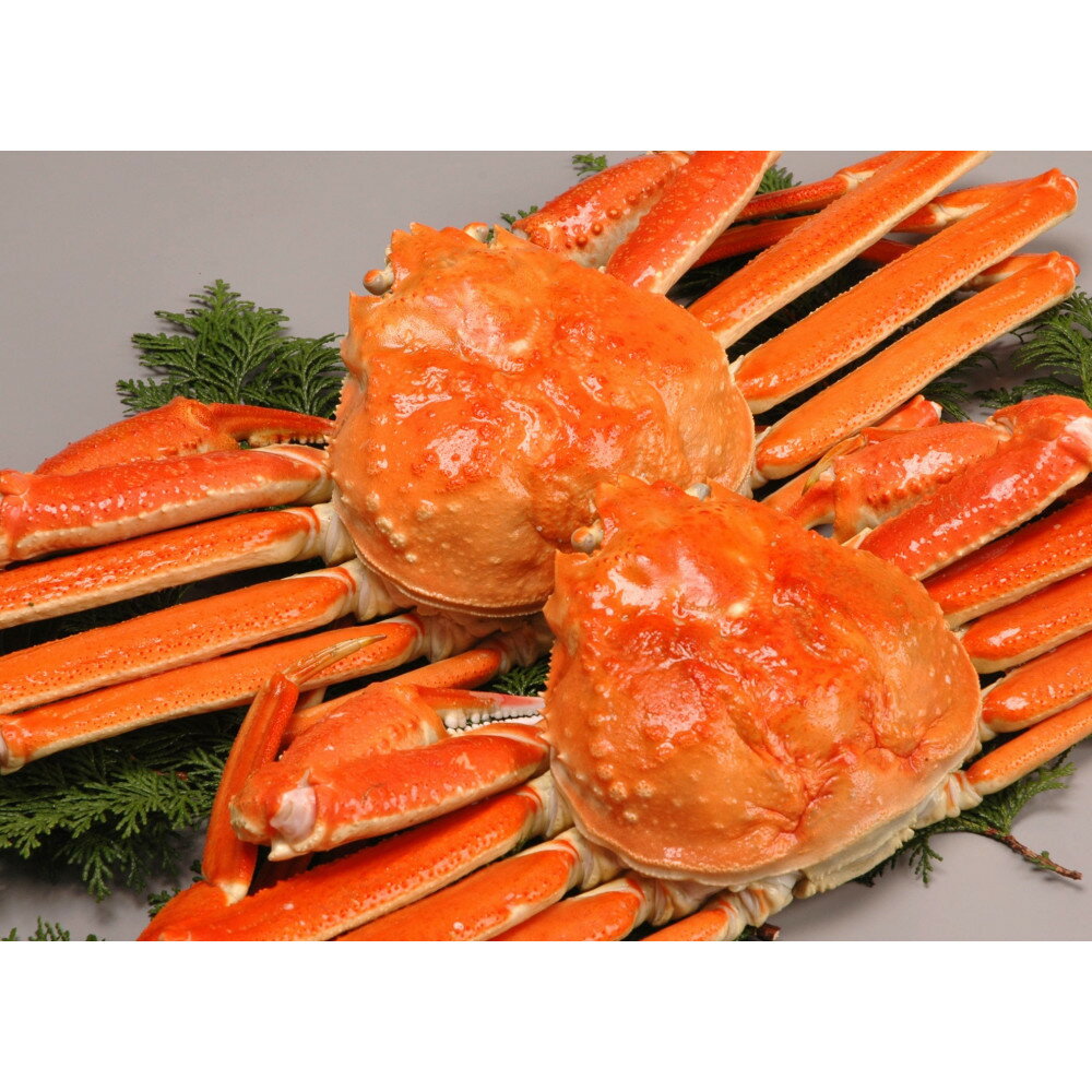 【ふるさと納税】＜容量選べる＞松葉がに・紅ずわいがに食べ比べセット