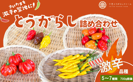 【十色とうがらしファーム】とうがらし＜激辛＞品種詰合せ【11100-0806】