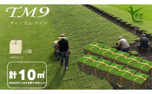 【先行予約 2026年3月以降発送】芝生(省管理型コウライ芝　TM9ティーエムナイン)10束セット※10平米分