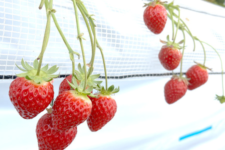 【先行予約・数量限定】よつぼし 『乳酸菌入りいちごパック』 400g以上入り いちご 乳酸菌 イチゴ 苺 フルーツ 果物 くだもの 健康 パック 贈答 ギフト 茨城 国産 19-AL 【4/10～5/