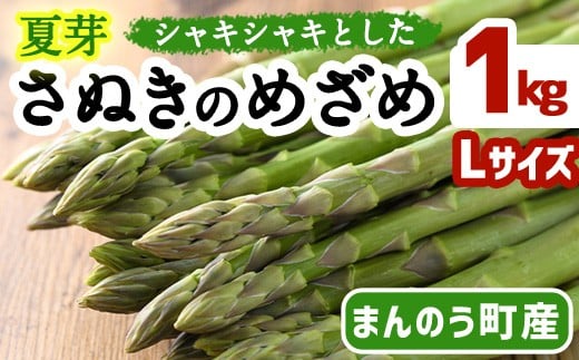 ＜先行予約！2026年6月上旬以降順次発送＞＜Lサイズも選べる＞夏芽！太物(Lサイズ以上)さぬきのめざめ アスパラガス(約1kg・Lサイズ以上) 【man084-B】【Aglio nero】