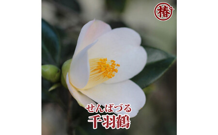 椿苗　美しく咲く厳選茶花品種5種セット