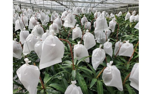 ＜2026年夏発送＞【家庭用】激うま！宮古島産アップルマンゴー1kg(2～3玉)ふれあいフルーツ宮古島【家庭用】激うま！宮古島産アップルマンゴー1kg(2～3玉)ふれあいフルーツ宮古島(FA01)