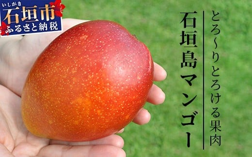 《2026年順次発送》訳あり (家庭用)沖縄マンゴー（石垣島産） 1kg ときわマンゴー農園【ふるさと納税 石垣島 沖縄県石垣市 石垣市 南国 フルーツ マンゴー 果物 訳あり】TK-8