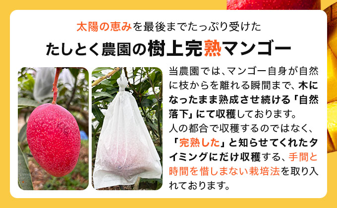 【2027年6月下旬より順次発送】★訳あり★沖縄県豊見城市産アップルマンゴー 約2kg｜マンゴー アップルマンゴー 訳あり わけあり フルーツ くだもの 果物 先行予約 数量限定 おきなわ 沖縄 沖縄