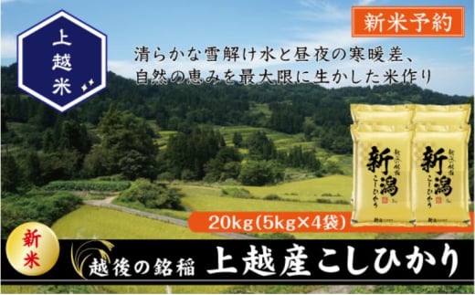 令和7年産 先行予約 新潟県上越産こしひかり 精米 20kg 上越市 米 コメ コシヒカリ