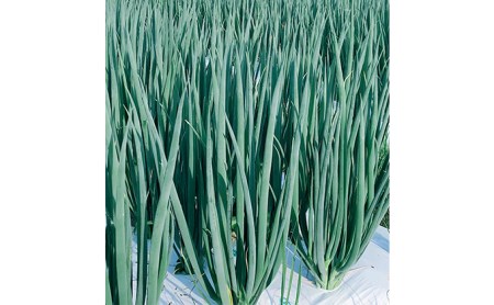 【6か月定期便】生産農家直送 京野菜・九条ねぎ2kg〈ねぎ 野菜 京都
