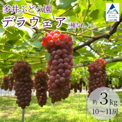ふるさと納税 小松市 【令和9年産先行予約】種なしぶどう デラウェア 3kg(10〜11房) 小松市産ブドウ 多井ぶどう園