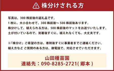 玉竜 タマリュウ たまりゅう ９０枚