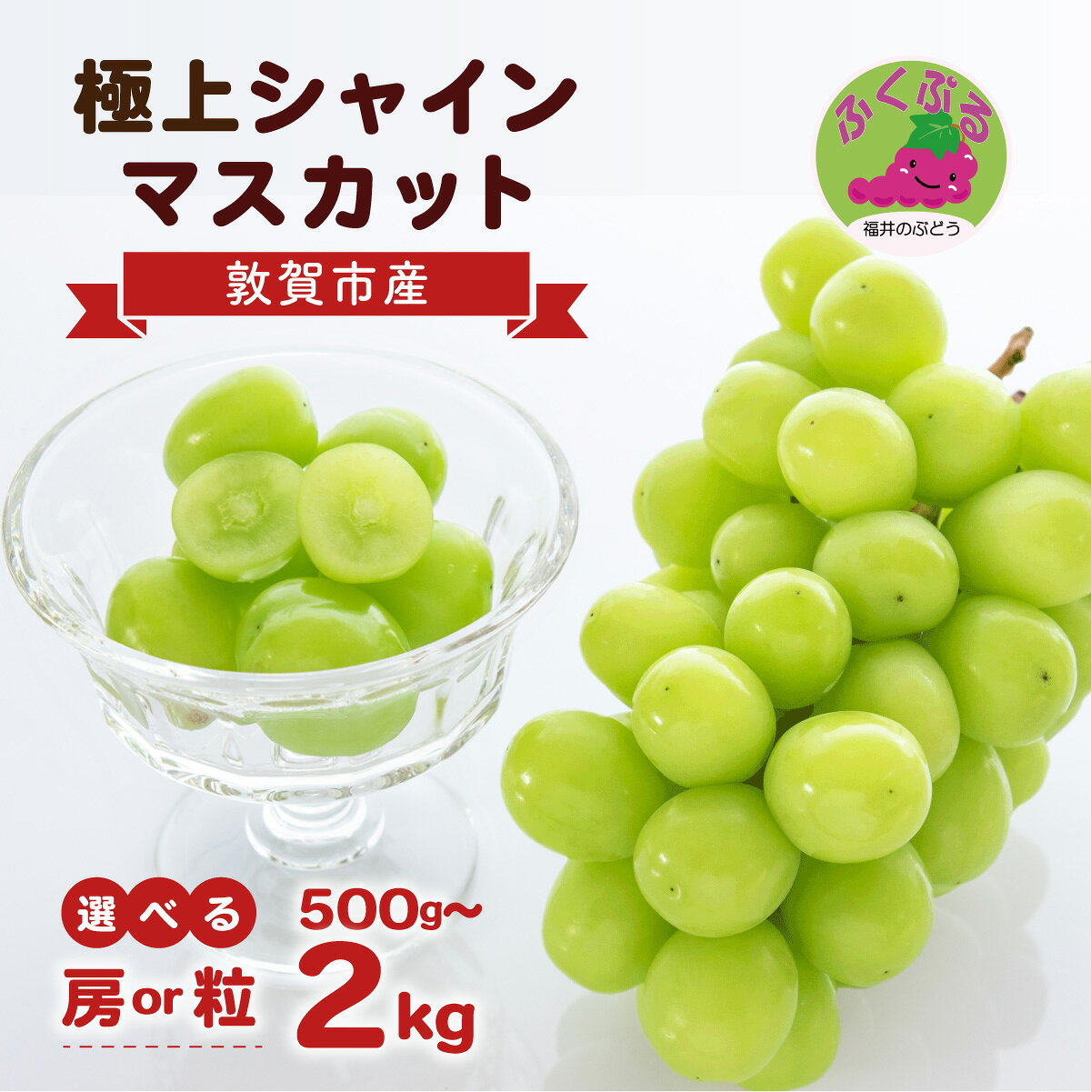 【ふるさと納税】先行予約 シャインマスカット ふくぷる 房：500g〜1.5kg／粒：2kg／訳あり粒：1kg / 敦賀市産 生産者直送！ ブランドぶどう 【マスカット 葡萄 旬 フルーツ 果物 くだもの 果実 大粒 種なし 人気 訳あり お中元 ギフト 贈り物 贈答 新規】