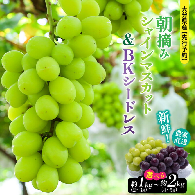 【ふるさと納税】テレビで紹介されました！【先行予約】【選べる容量】令和8年発送 農家直送！ 新鮮！ 朝づみぶどう シャインマスカット & BKシードレス 種なし 1kg 1.5kg 2kg 採れたて 2026年出荷分 フルーツ 果物 贈答 大分県産 9月 8月 ブドウ マスカット