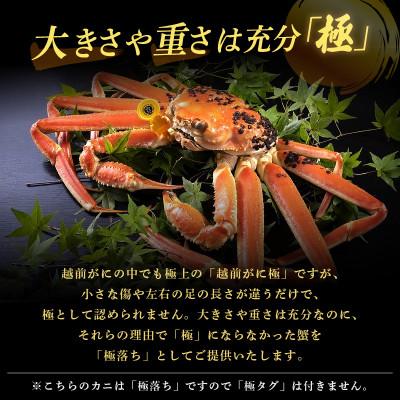 ふるさと納税 越前町 越前がに 浜茹で 極落ち(生で約1.4kg以上)× 1杯【12月より順次発送】 |  | 01
