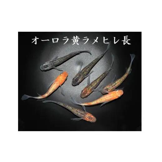 メダカ「オーロラ黄ラメヒレ長」2ペア