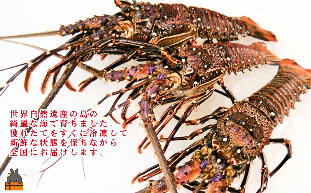 焼いても、鍋物でも！旨味が溢れ、ぷりっとした食感で美味しいですよ！
