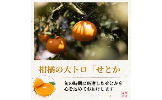 【2027年2月上旬頃から順次発送】せとか 家庭用 約3kg みかん ミカン 柑橘 フルーツ くだもの 果物 青果 果実 人気 甘い ジューシー 産直 産地直送 田中農園