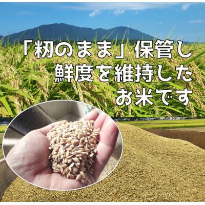 ふるさと納税 弥彦村 新潟県弥彦村石井農園　令和7年産 こしいぶき【玄米 20kg】 |  | 01
