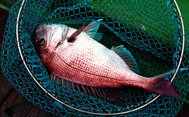 堂浦釣り船体験　鳴門 釣船 一本釣 四季の釣物 タイ ハマチ サワラ ガシラ アジ 仕掛け お土産付