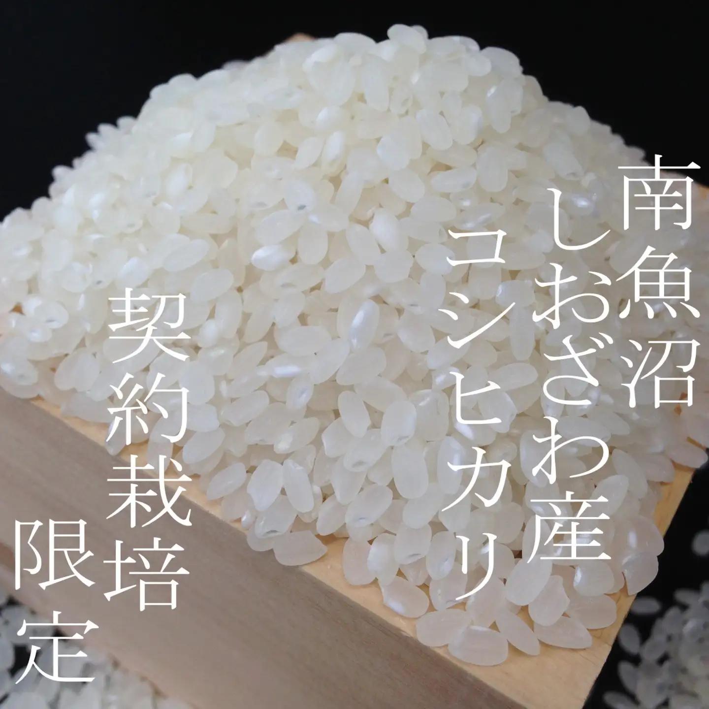 【令和7年】【定期便 精米６Kg×９ヶ月】契約栽培限定 南魚沼しおざわ産コシヒカリ｜コシヒカリ