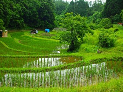 R7年産 新米 黒もち米 （ 玄米 ）さよむらさき　500g × 3袋 （2025年11月より順次発送） [EA05]